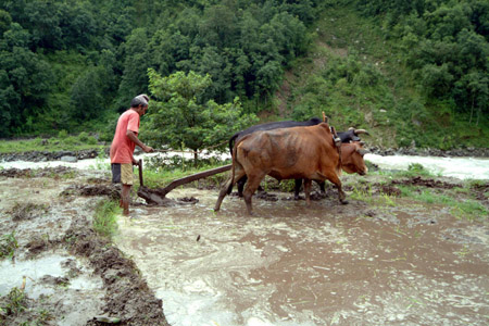 DSCF0081-1 Nepal, Reisanbau